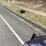 Beavers blocking traffic in Bellingham. (Photo: Bellingham Police Dept. Facebook page)