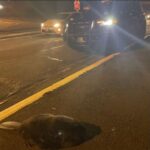 Beavers blocking traffic in Bellingham. (Photo: Bellingham Police Dept. Facebook page)