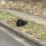 Beavers blocking traffic in Bellingham. (Photo: Bellingham Police Dept. Facebook page)